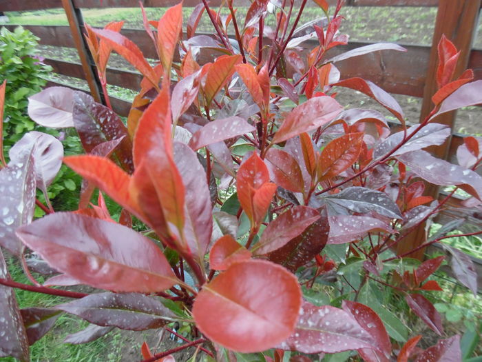 photinia