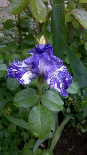 WP_20160507_005
