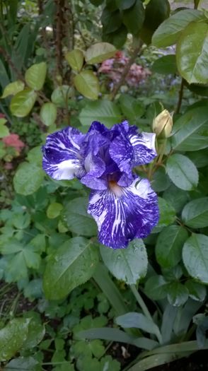 WP_20160507_006 - 0 0 Irisi