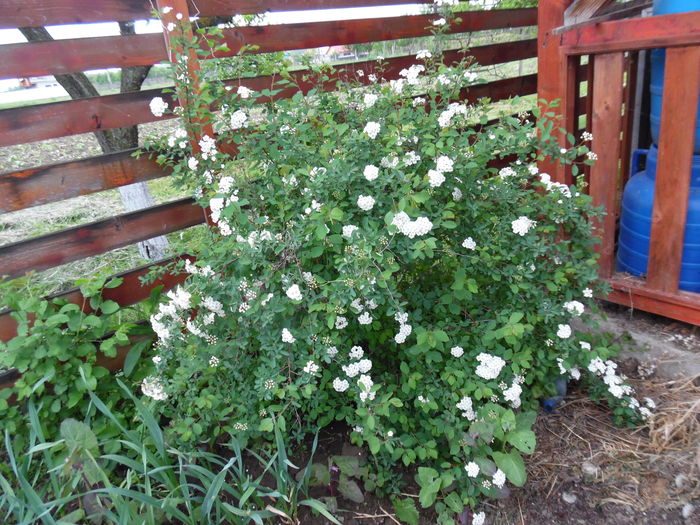 Spiraea