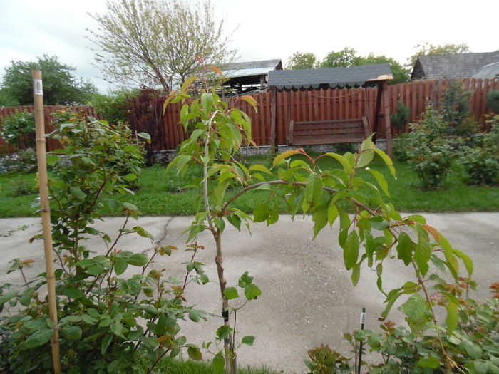 Prunus Serrulata