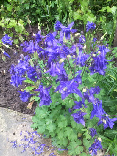 Caldarusa - 01-Flori din curtea mea 2016