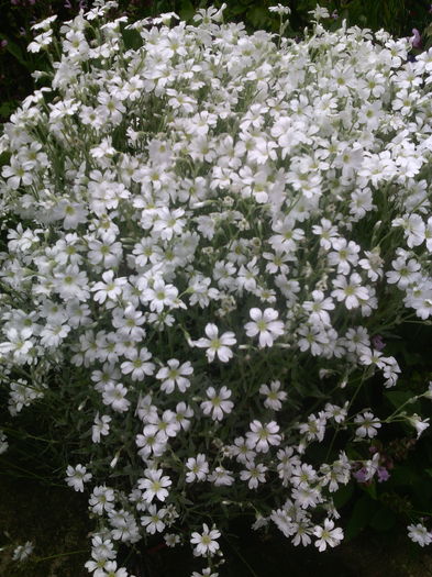 Cerastium - 01-Flori din curtea mea 2016