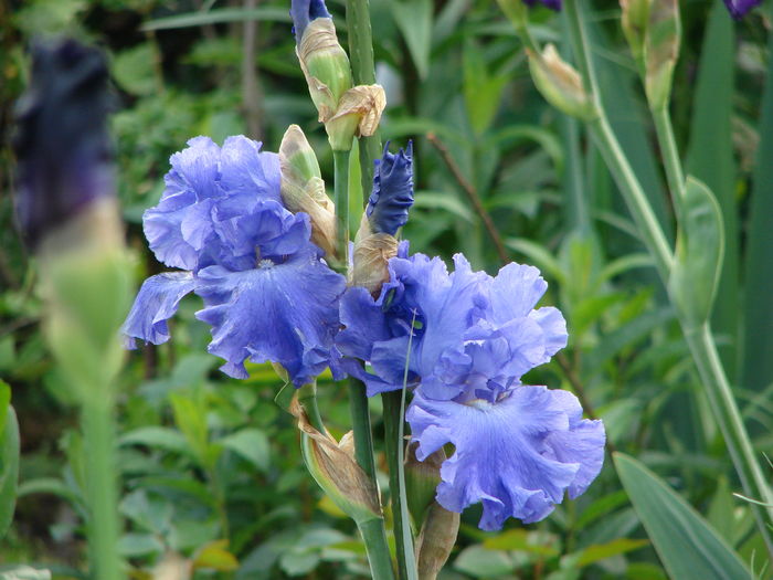 6 (23)yaquina blue - iris 2016