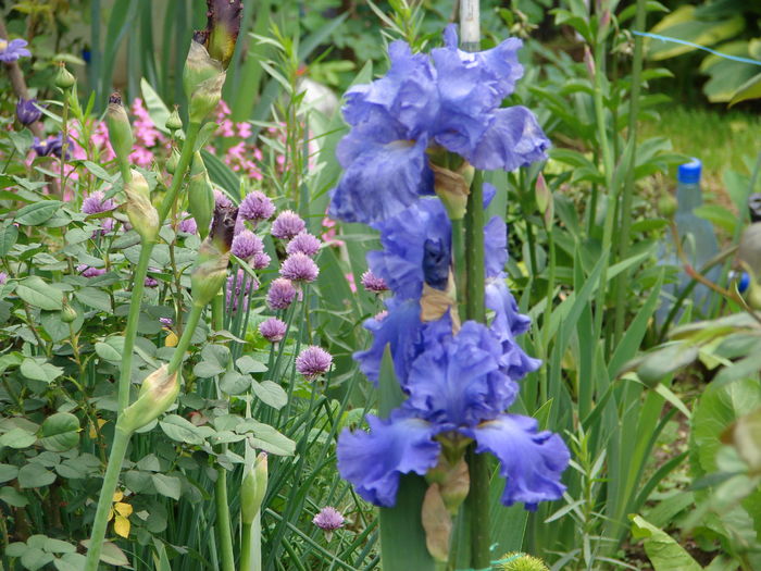 5 (13)yaquina blue - iris 2016