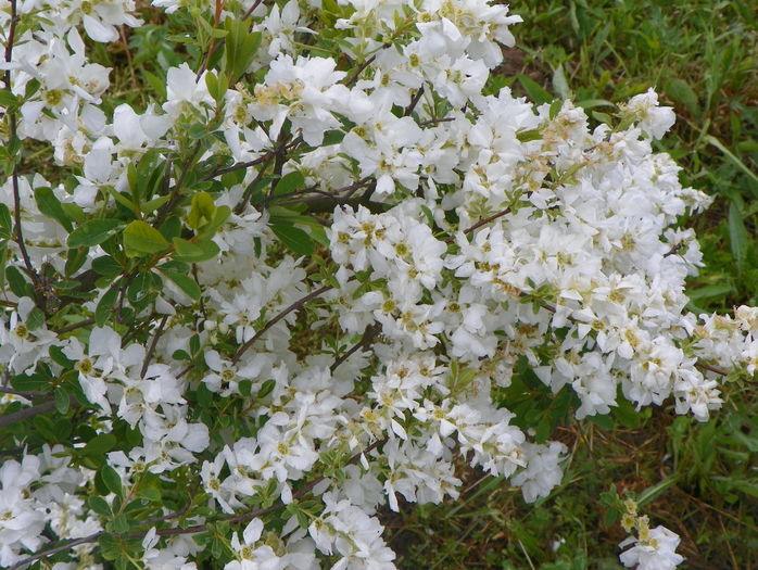 ecochorda The Bride