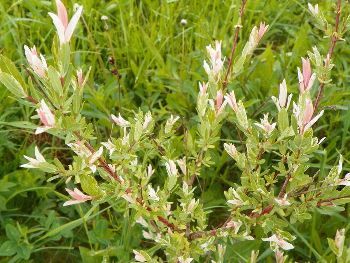 salix Hakuro Nishiki