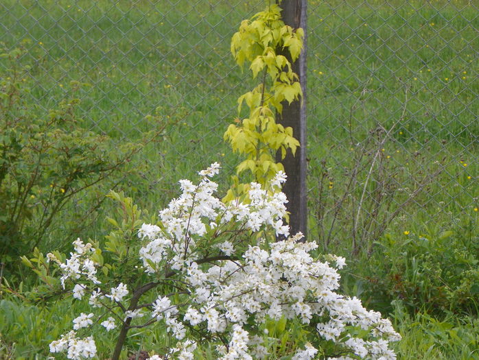 exochorda The Bride si acer Kelly's Gold
