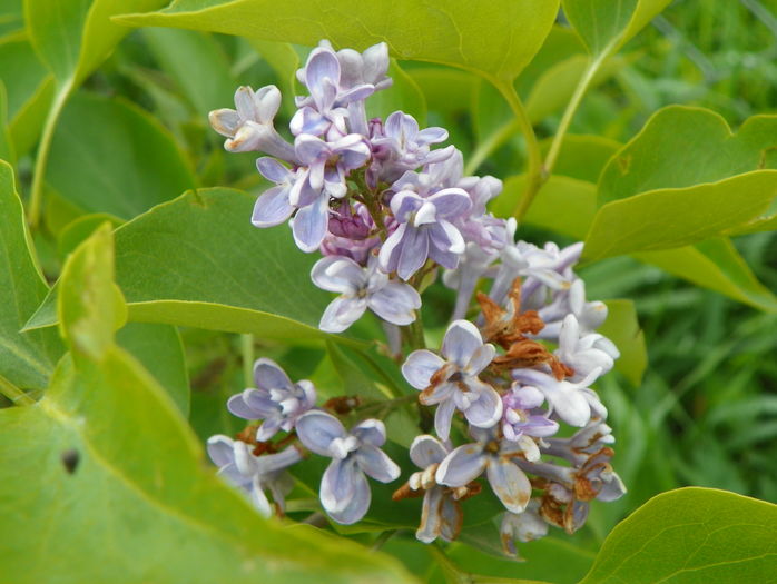 liliac President Grevy