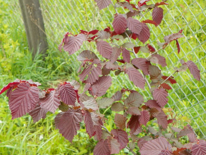 corylus maxima Purpurea