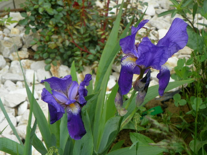 iris germanica - Irisi si bujori 2016