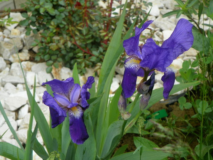 iris germanica