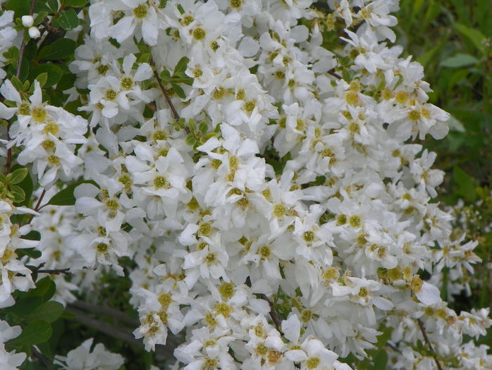 exochorda The Bride