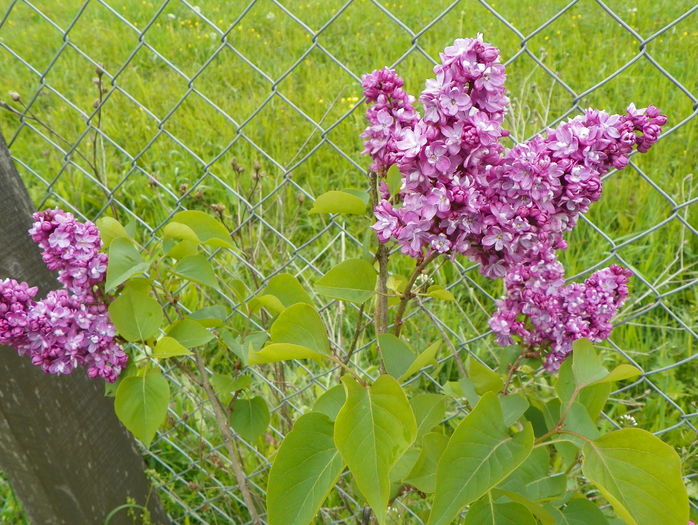 liliac Sarah Sands