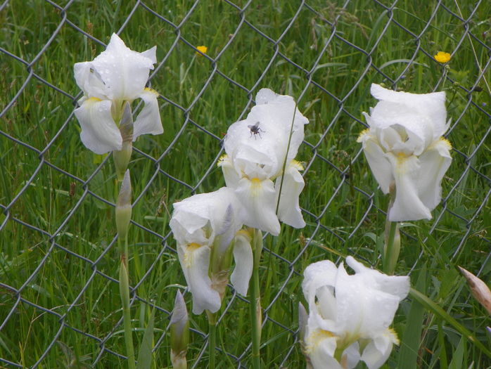 iris florentina