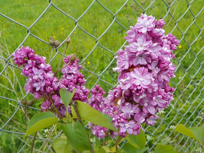 liliac Sarah Sands