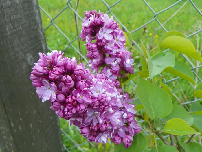 liliac Sarah Sands