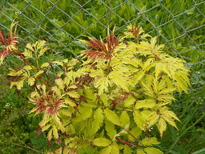 sambucus Southerland Gold