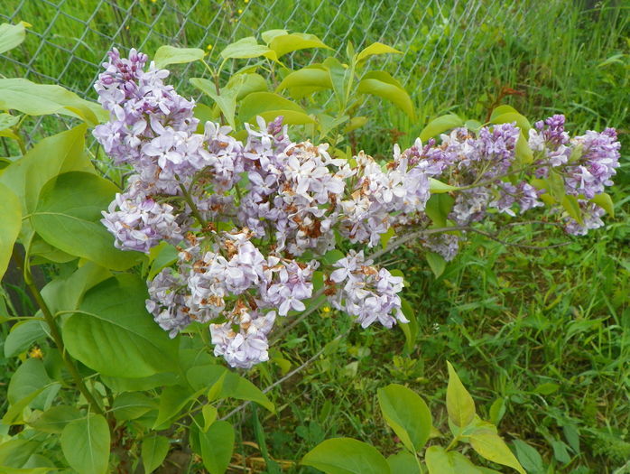 liliac Marechal Foch