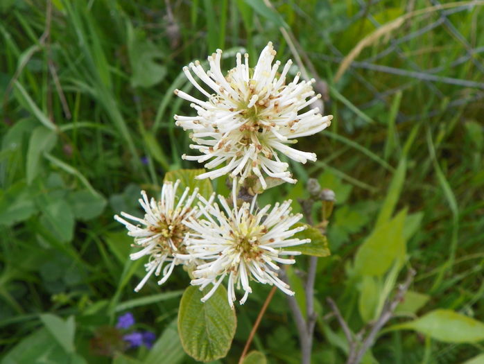 fothergilla major