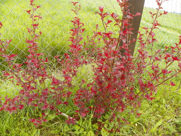 physocarpus Andre - z-Dobarland 2016