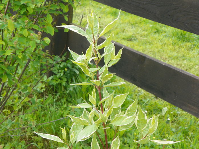 cornus alba sericea variegata