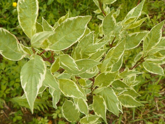 cornus alba sericea variegata