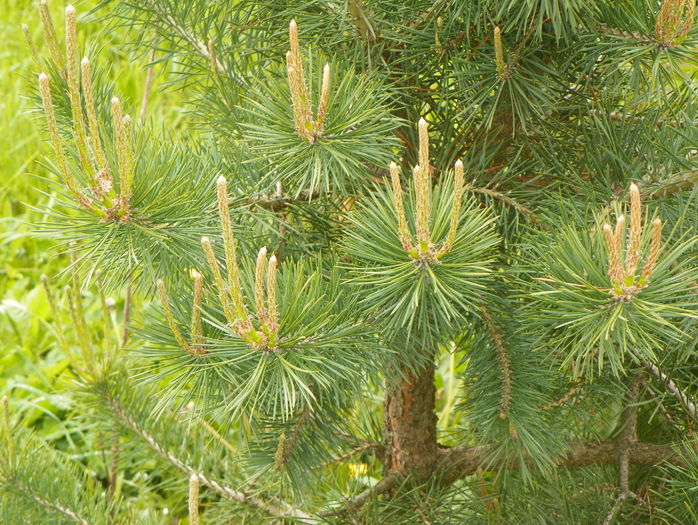 pinus sylvestris