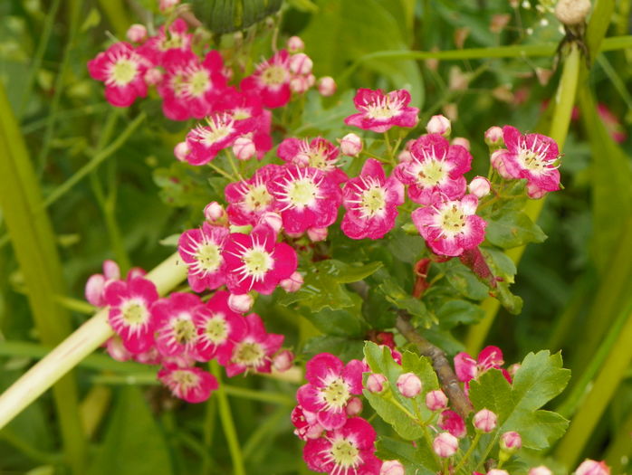 crataegus laevigata Punicea
