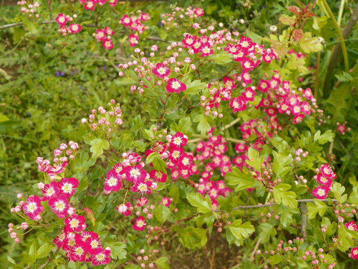 crataegus laevigata Punicea