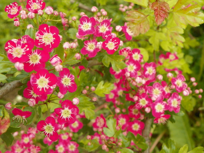 crataegus laevigata Punicea