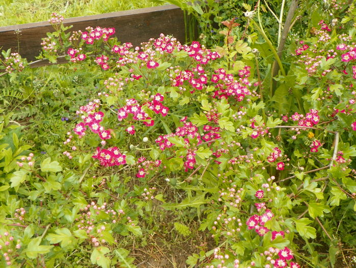 crataegus laevigata Punicea