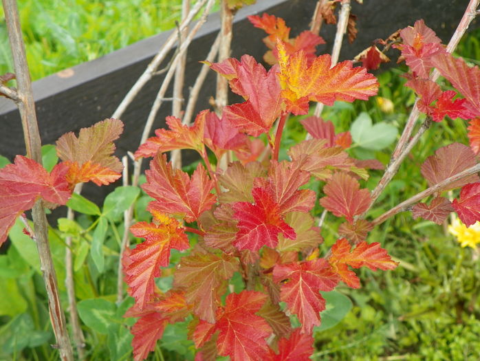 physocarpus Amber Jubilee