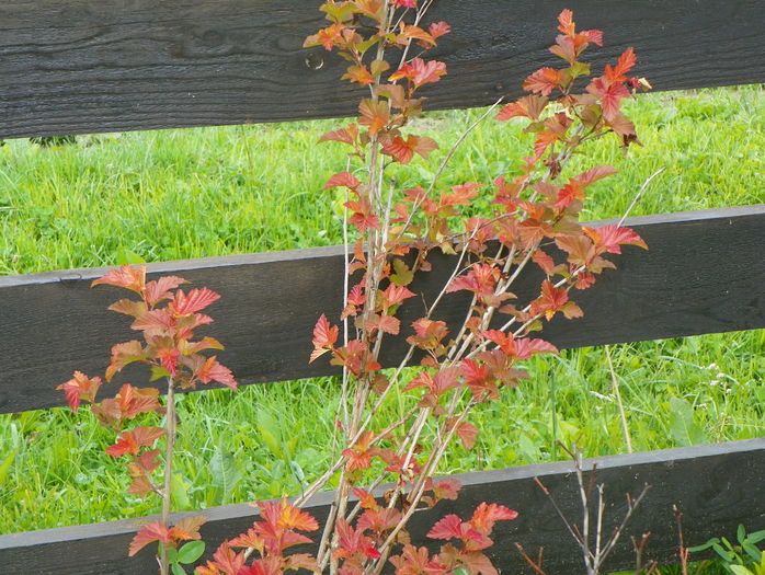physocarpus Amber Jubilee - z-Dobarland 2016