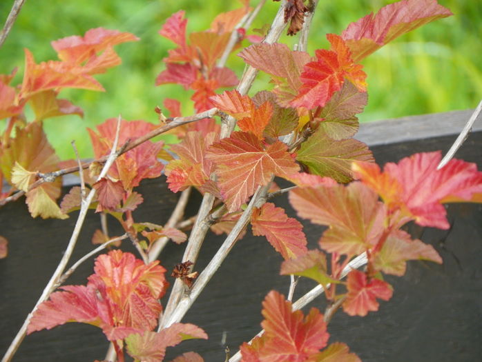 physocarpus Amber Jubilee - z-Dobarland 2016