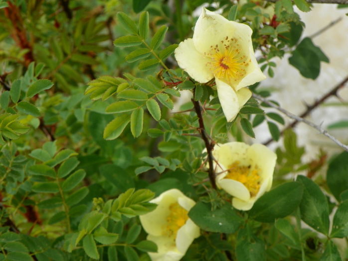 rosa hugonis