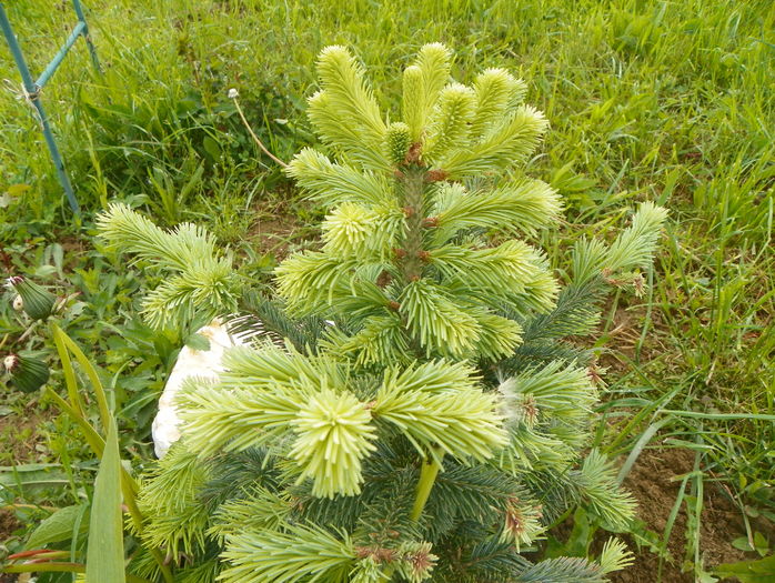 abies lasiocarpa arizonica - z-Dobarland 2016