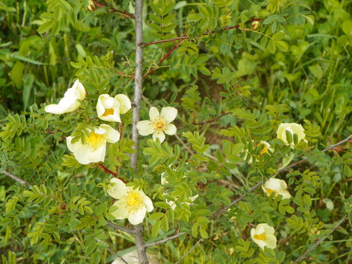 rosa hugonis