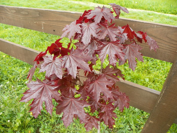 acer Crimson Sentry - z-Dobarland 2016