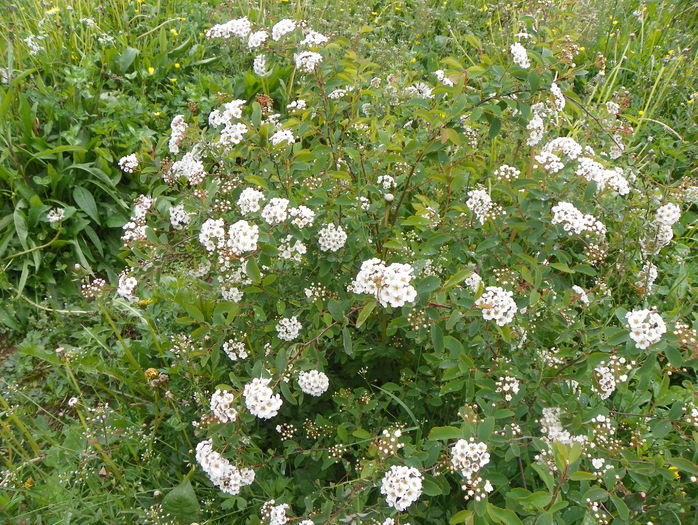 spiraea vanhouttei - z-Dobarland 2016