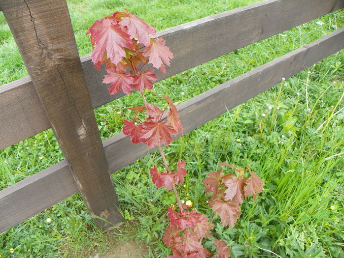 acer Deborah - z-Dobarland 2016