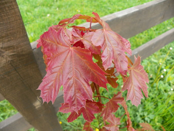 acer Deborah - z-Dobarland 2016