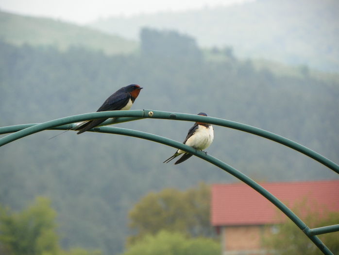 serenada pentru ochii tai