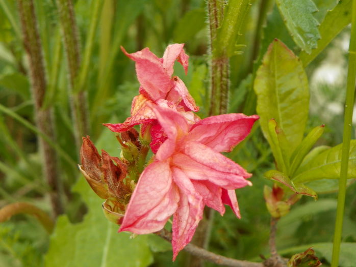 azalea Corneille - z-Dobarland 2016