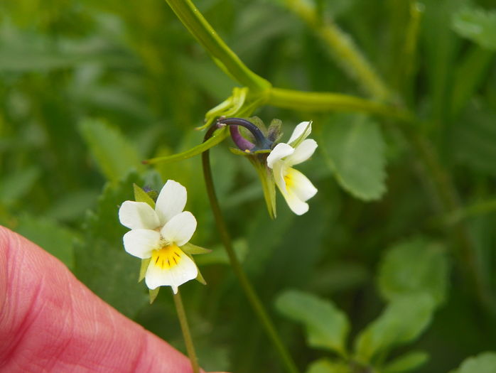 viola arvensis - z-Dobarland 2016