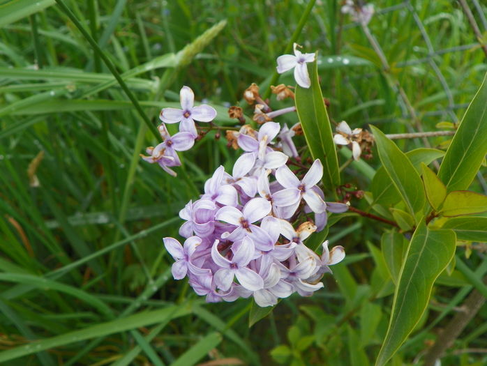 syringa chinensis Saugeana - z-Dobarland 2016
