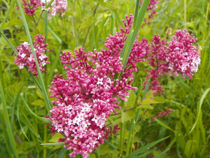 syringa superba - z-Dobarland 2016
