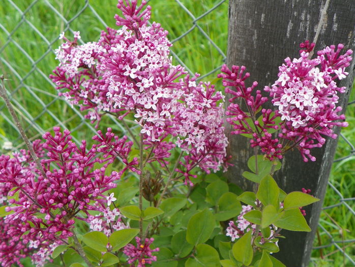 syringa superba - z-Dobarland 2016