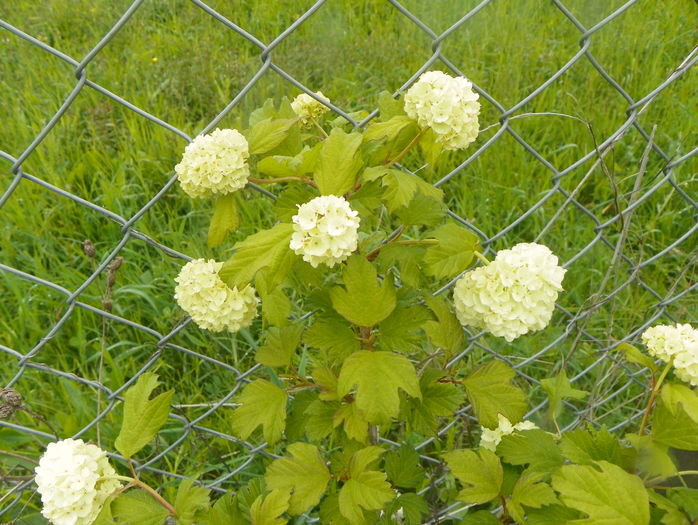 viburnum opulus roseum