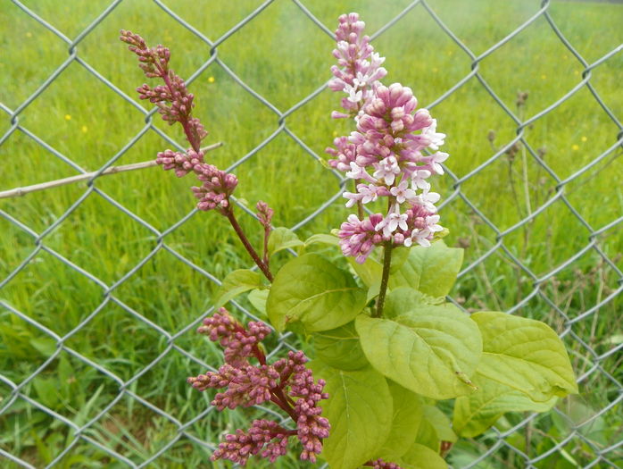 syinga josikea